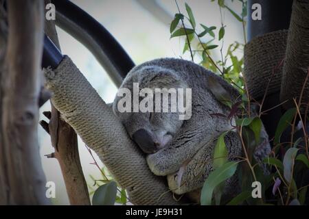 Koala Sleeping at San Diego Zoo Stock Photo