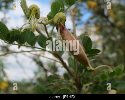 Colutea arborescens, also known as the tree-like bladder senna, is a ...