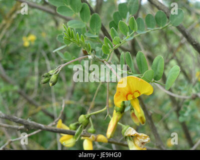 Colutea arborescens, also known as the tree-like bladder senna, is a ...