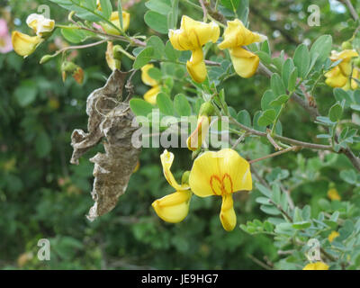 Colutea arborescens, commonly known as the tree bladderpod, is a ...