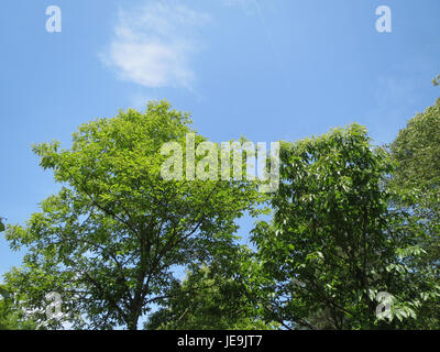 This image features Castanea sativa, commonly known as the European ...
