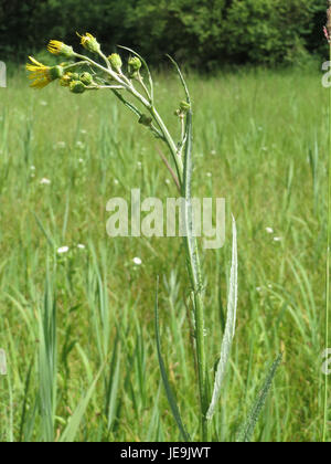 Jacobaea paludosa, also known as marsh ragwort, is a plant species ...