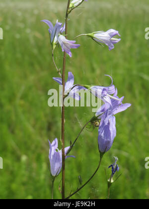 Campanula rapunculus, commonly known as rampion bellflower, is a ...