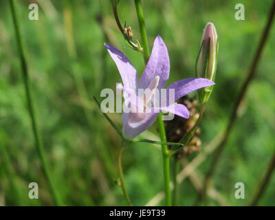 Campanula rapunculus, commonly known as rampion bellflower, is a ...