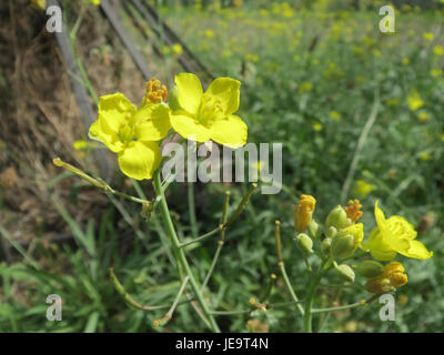 Diplotaxis Sp Image of Diplotaxis tenuifolia, a plant species known for its use in ...