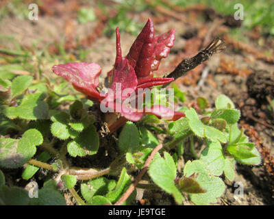 Japanese Knotweed Fallopia japonica Stock Photo - Alamy