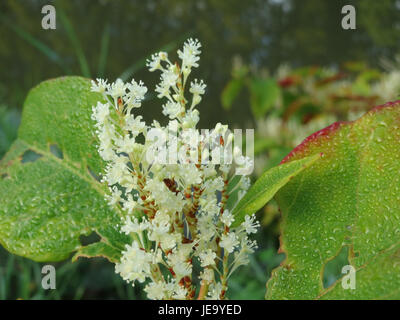 Fallopia japonica, commonly known as Japanese knotweed, is an invasive ...