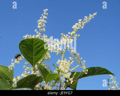 This image shows Fallopia japonica, commonly known as Japanese knotweed ...