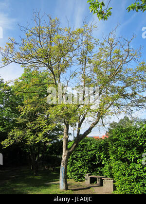 A photograph taken on May 14, 2013, of a walnut tree (Juglans regia) in Hockenheim, Germany. The image captures the mature tree’s large, broad leaves and distinctive bark. The walnut tree, known for its economic value in timber and nuts, is a symbol of sustainability and agricultural cultivation in temperate climates. Stock Photo