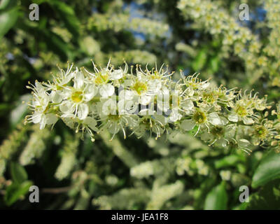 The Traubenkirsche, or chokecherry, photographed on May 28, 2013, in Reilingen, Germany. This plant species is known for its clusters of dark purple berries and is native to North America. Stock Photo