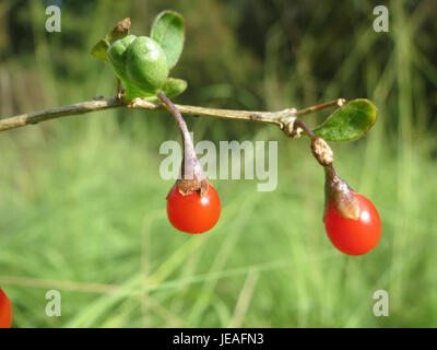 Lycium barbarum, commonly known as goji berry, is a plant species known for its bright red berries and health benefits. This image, taken on October 12, 2014, shows the plant’s vibrant berries and green foliage. Stock Photo