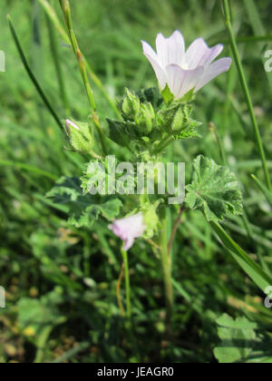 A photograph taken on June 20, 2013, showing Wegmalve, also known as Common Mallow, found in Hockenheim, showcasing its distinctive flowers and ecological presence. Stock Photo