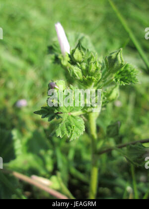 This photograph, taken on June 20, 2013, depicts the Wegmalve, a plant species found in Hockenheim, Germany, showcasing the plant’s natural characteristics. Stock Photo