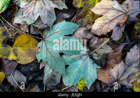 Hojas de otoño / autunm leaf Stock Photo