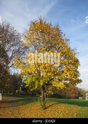 The image shows Acer campestre, commonly known as field maple. Captured on November 22, 2014, this tree species is native to Europe and known for its small, lobed leaves and distinctive winged seeds. It is often found in hedgerows and woodlands. Stock Photo