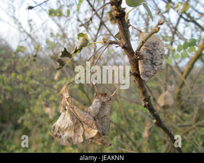 Colutea arborescens, also known as the tree-like bladder senna, is a ...