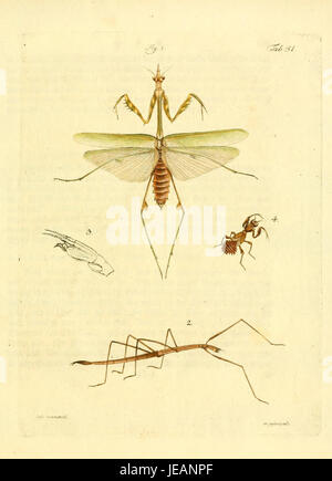 The 'Archiv der Insectengeschichte' (Archive of Insect History) is a ...