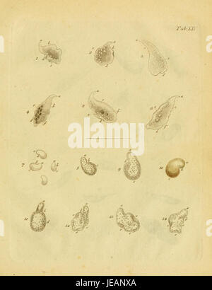 This illustration depicts various types of infusoria (microscopic ...