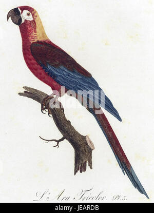 Cuban Red Macaw Stock Photo