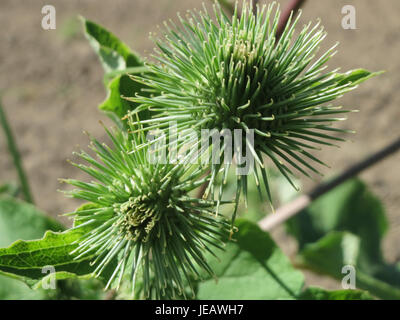 This image shows *Arctium lappa*, commonly known as greater burdock. This plant, native to Europe and Asia, is known for its large, broad leaves and distinctive purple flowers, often found in wild areas and used in traditional medicine. Stock Photo