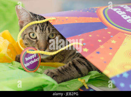 Cat Playing in a Happy Birthday Gift Bag Stock Photo