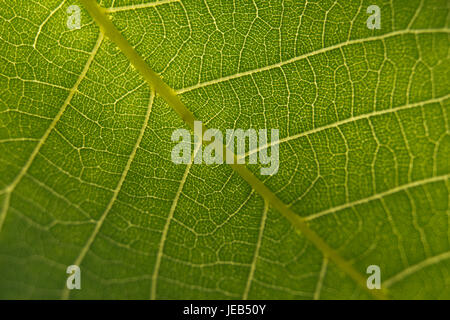 Closeup of Backlit Pecan Tree Leaf Showing Veins Stock Photo