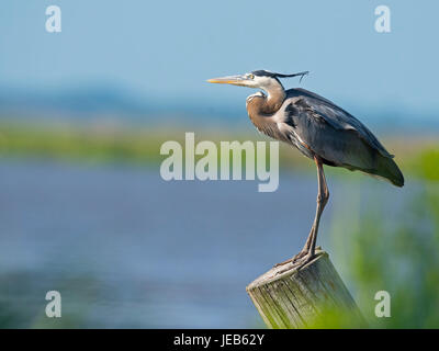 Great Blue Heron Standing on Piling Stock Photo