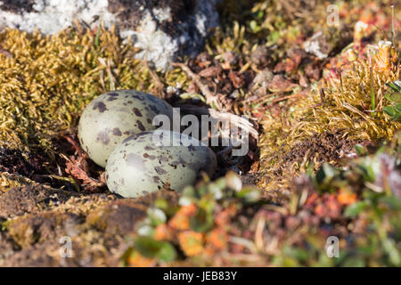 A pair of green and brown speckled eggs lie in the tiny hollow of an Arctic Tern nest near Hamiltonbreen in Spitzbergen. Stock Photo