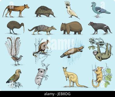 big set of australian and new zealand symbols, animal engraved, hand drawn vector , vintage drawing tasmanian wolf, kea parrot, possum, duck billed platypus, devil, numbat. wombat, koala, kiwi bird. Stock Vector