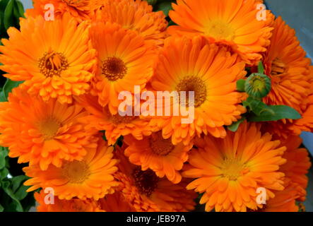 Bunch of the marigold or Calendula officinalis flowers close up, Sofia, Bulgaria Stock Photo