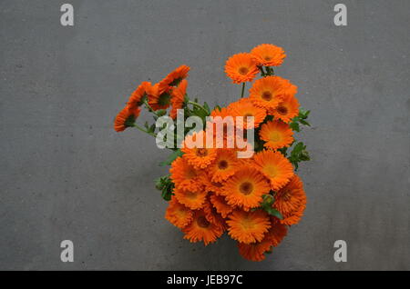 Bunch of the marigold or Calendula officinalis flowers on grey background, Sofia, Bulgaria Stock Photo
