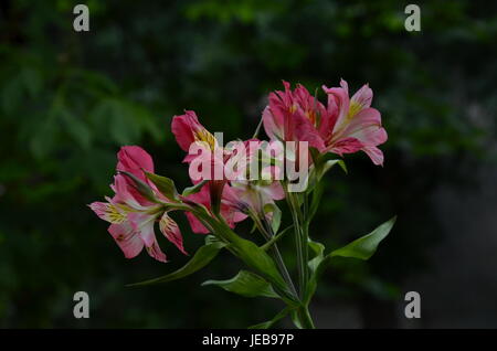 Pink alstroemeria flowers in the green natural background,  Sofia, Bulgaria Stock Photo