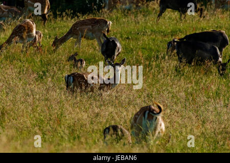 Fallow deer, does with their baby fawns hidden in the long grass Stock Photo