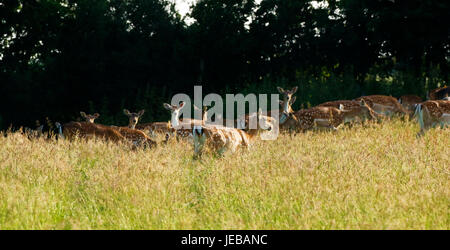 Fallow deer, does with their baby fawns hidden in the long grass Stock Photo