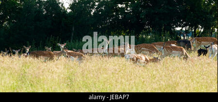 Fallow deer, does with their baby fawns hidden in the long grass Stock Photo