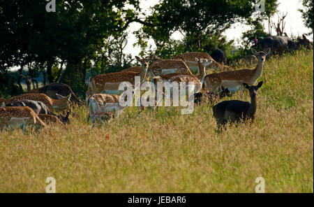 Fallow deer, does with their baby fawns hidden in the long grass Stock Photo