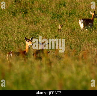 Fallow deer, does with their baby fawns hidden in the long grass Stock Photo