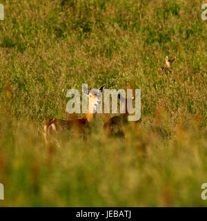 Fallow deer, does with their baby fawns hidden in the long grass Stock Photo