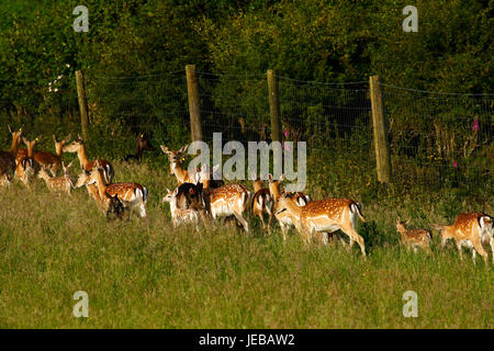 Fallow deer, does with their baby fawns hidden in the long grass Stock Photo