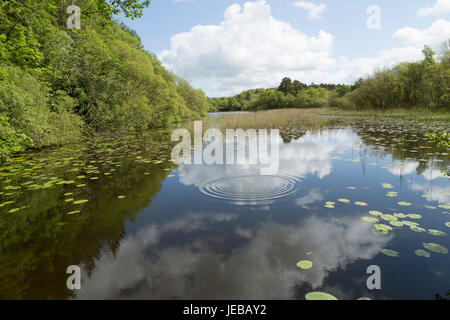 A Ripple in lake of lilly pads and greenery Stock Photo