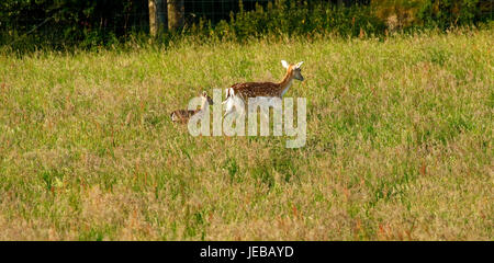 Fallow deer, does with their baby fawns hidden in the long grass Stock Photo