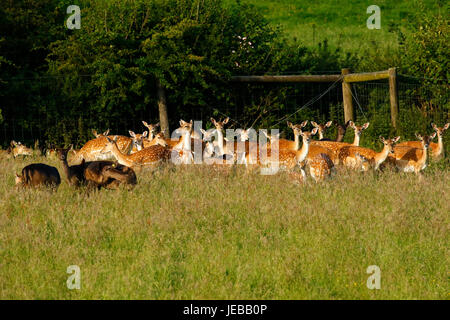 Fallow deer, does with their baby fawns hidden in the long grass Stock Photo