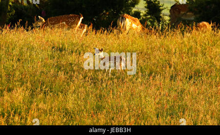 Fallow deer, does with their baby fawns hidden in the long grass Stock Photo