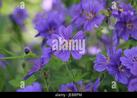 Purple blue Cranesbill Geranium flowers, Geranium magnificum, blooming in summer on a natural green background. Stock Photo