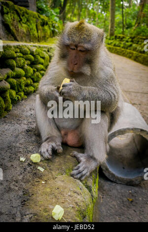 Long-tailed macaques Macaca fascicularis in The Ubud Monkey Forest Temple eating a cob corn using his hands, on Bali Indonesia. Stock Photo