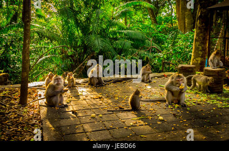 Beautiful group of long-tailed macaques Macaca fascicularis in The Ubud Monkey Forest Temple, eating fruits in a sunny day inside the forest, on Bali  Stock Photo