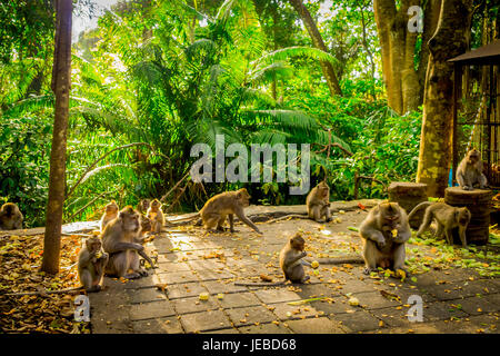 Beautiful group of long-tailed macaques Macaca fascicularis in The Ubud Monkey Forest Temple, eating fruits in a sunny day inside the forest, on Bali  Stock Photo