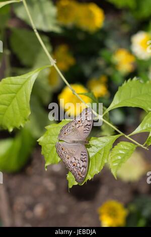 A brown butterfly on a green leaf. Stock Photo
