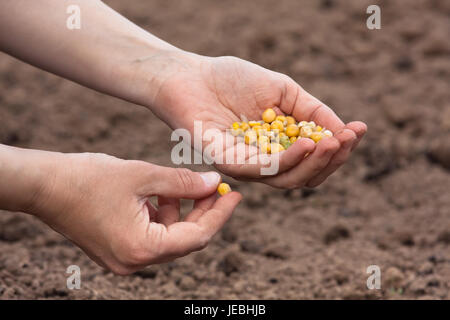 hands of woman holding seeds ready to plant in the soil Stock Photo