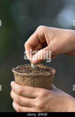 hands of woman planting seeds in peat pot with soil Stock Photo